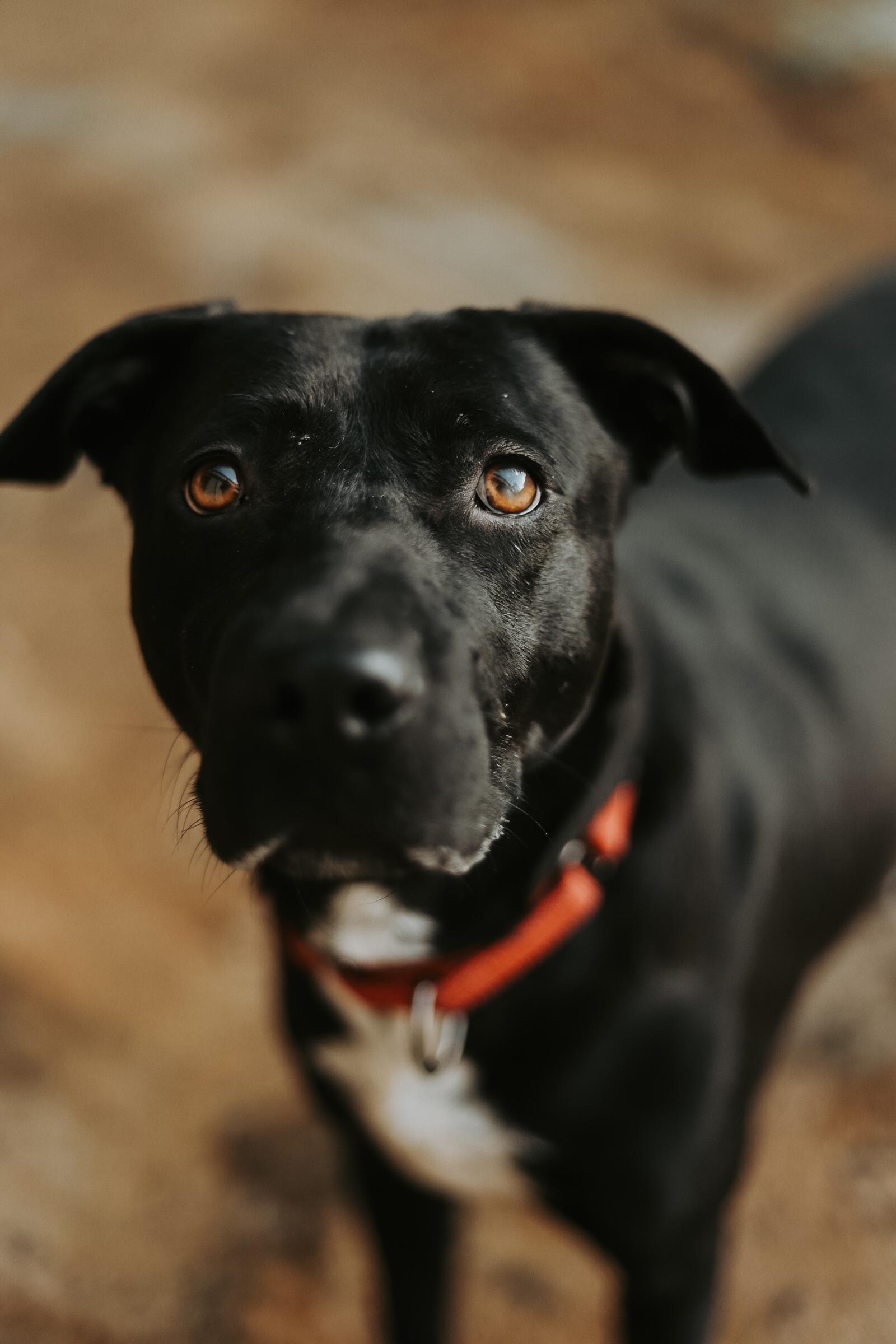 Enlarge Luna, a Adoptable Mixed Breed in San Juan, PR image 4/6