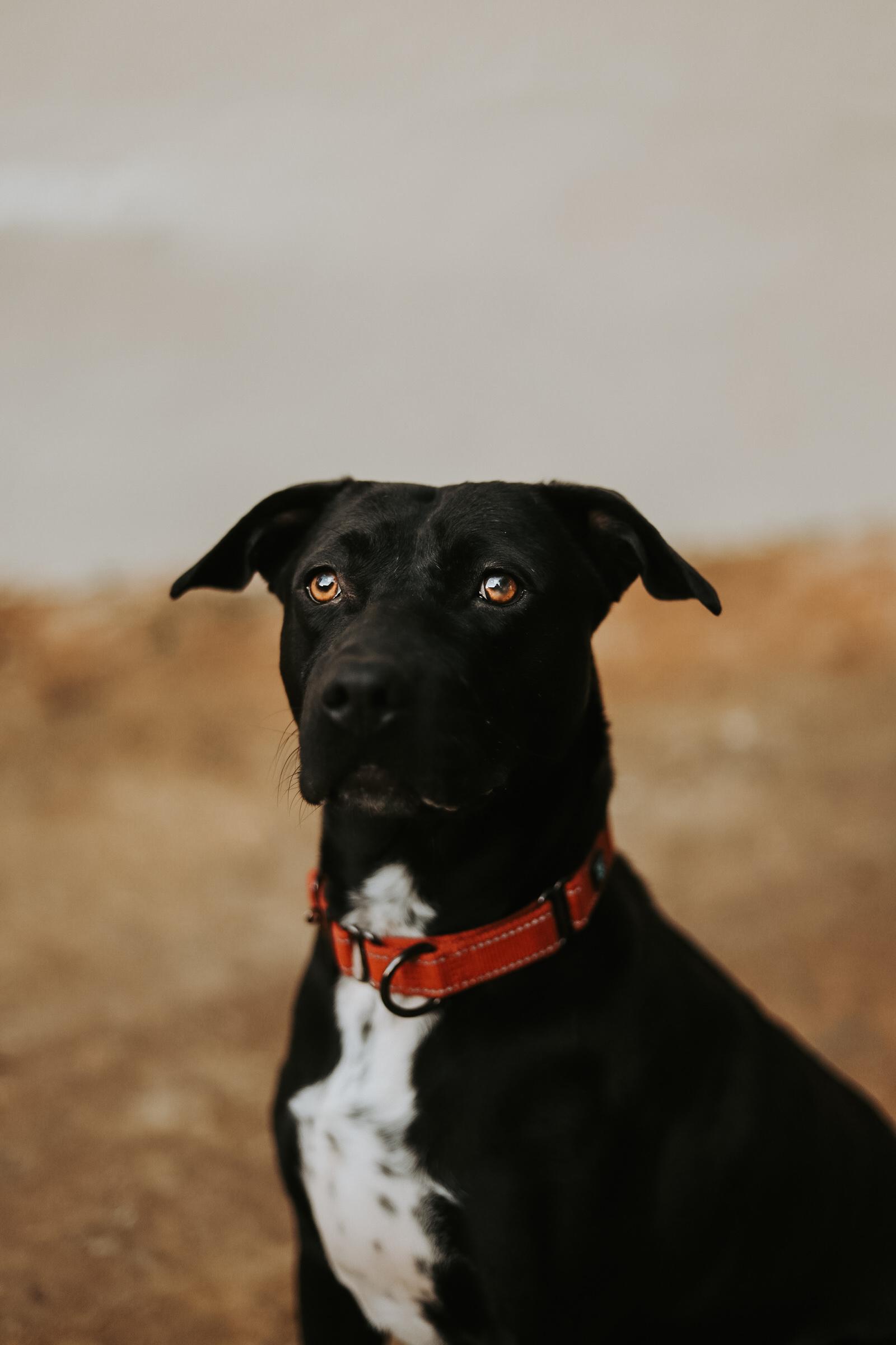 Luna, Adoptable, Adult Female Mixed Breed.