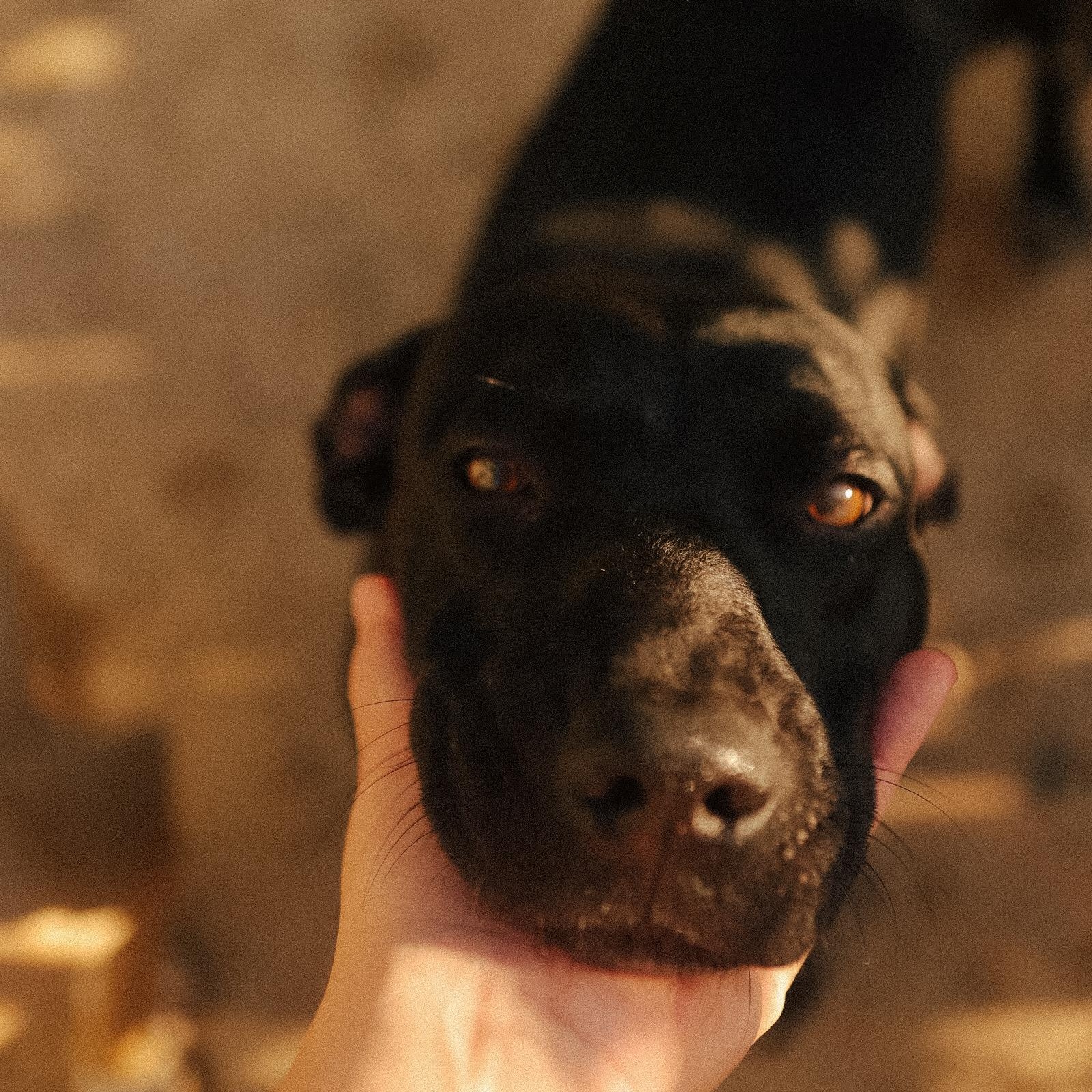 Luna, Adoptable, Adult Female Mixed Breed.