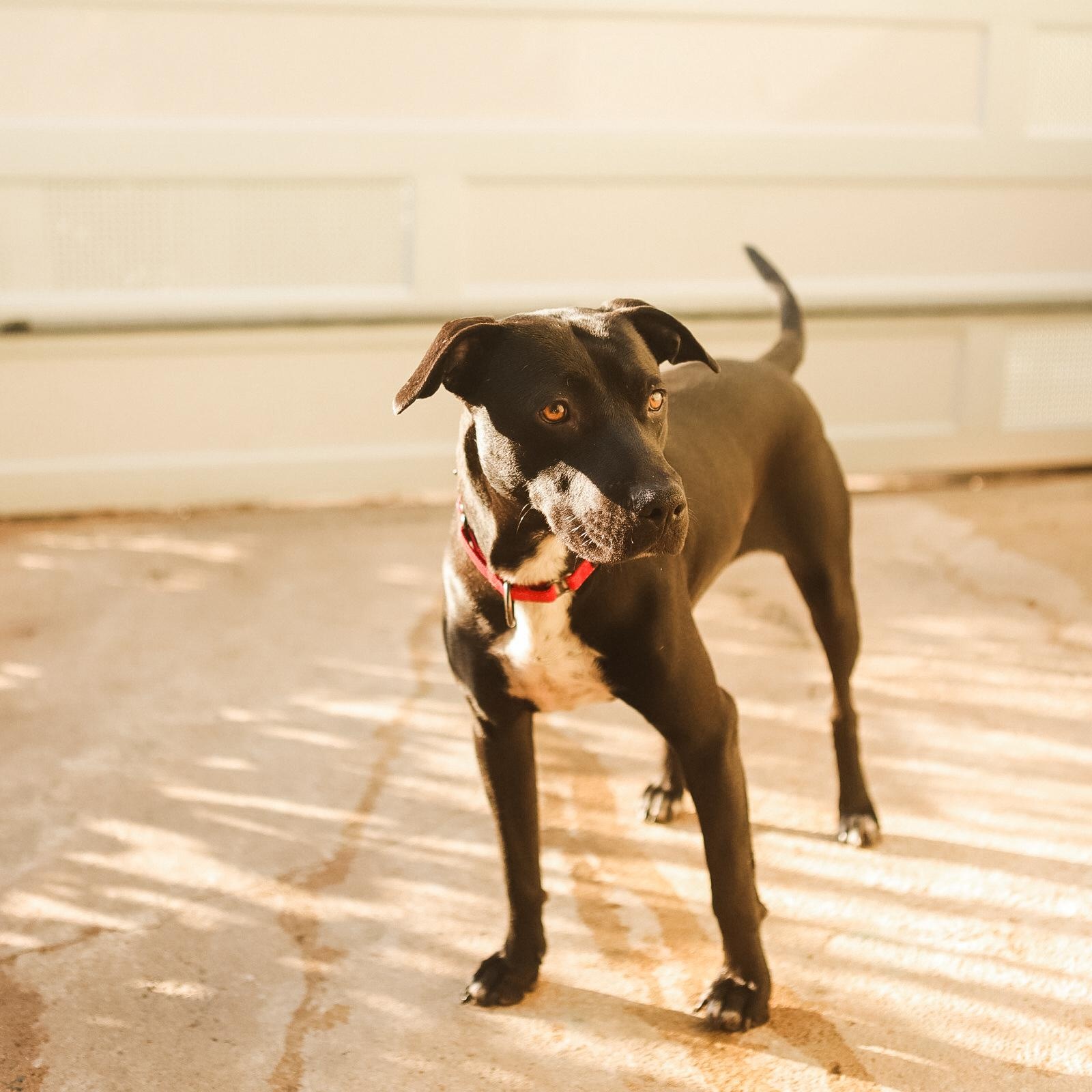Enlarge Luna, a Adoptable Mixed Breed in San Juan, PR image 3/6