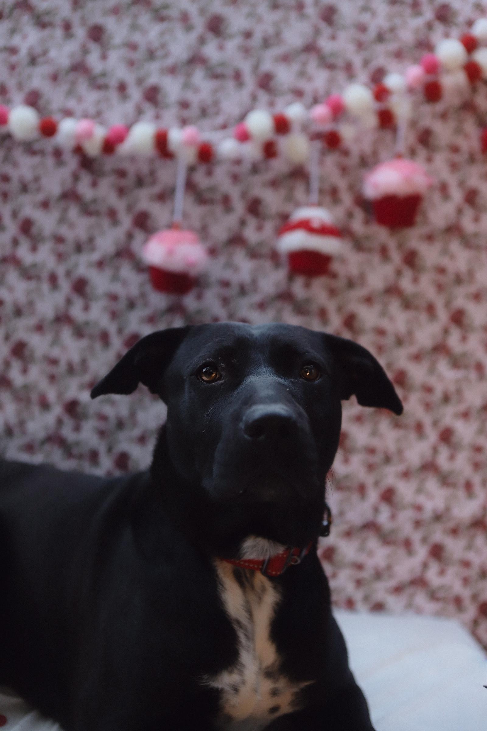 Enlarge Luna, a Adoptable Mixed Breed in San Juan, PR image 2/6