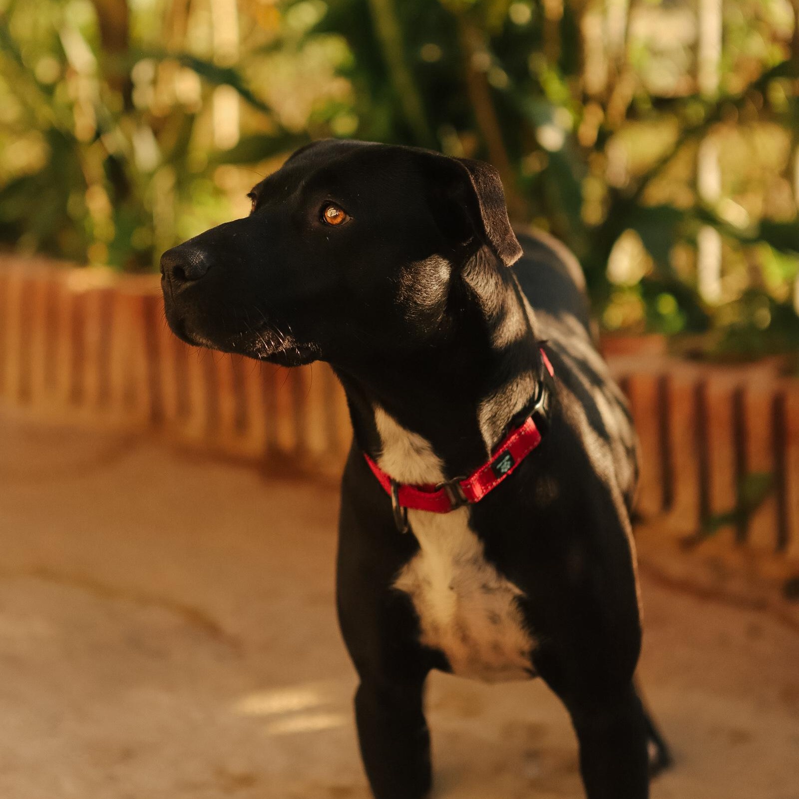 Enlarge Luna, a Adoptable Mixed Breed in San Juan, PR image 5/6