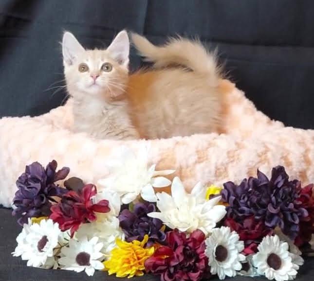 Jason, Adopted, Kitten Male Domestic Medium Hair.