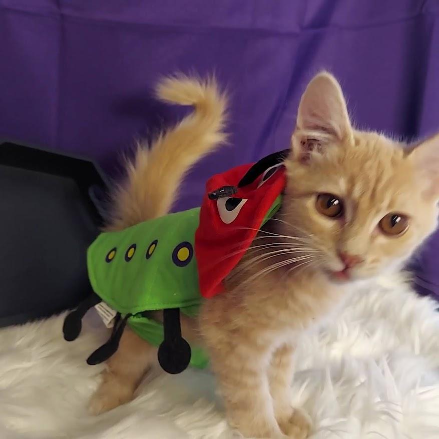 Enlarge Jason, a Adopted mixed breed in Salt Lake City, UT image 2/6