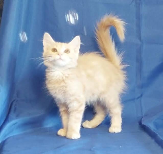 Enlarge Jason, a Adopted mixed breed in Salt Lake City, UT image 3/6