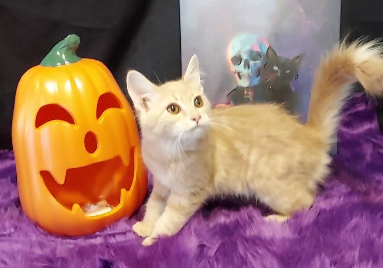 Enlarge Jason, a Adopted mixed breed in Salt Lake City, UT image 4/6