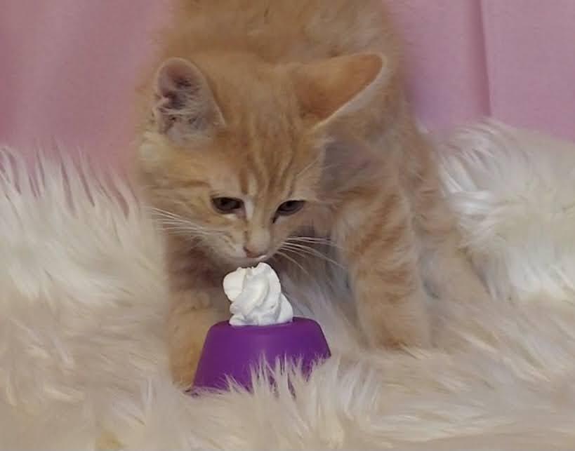 Enlarge Jason, a Adopted mixed breed in Salt Lake City, UT image 5/6