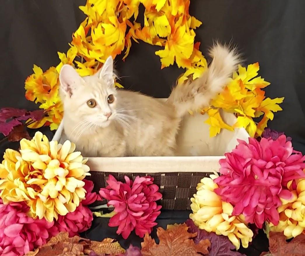 Enlarge Jason, a Adopted mixed breed in Salt Lake City, UT image 6/6