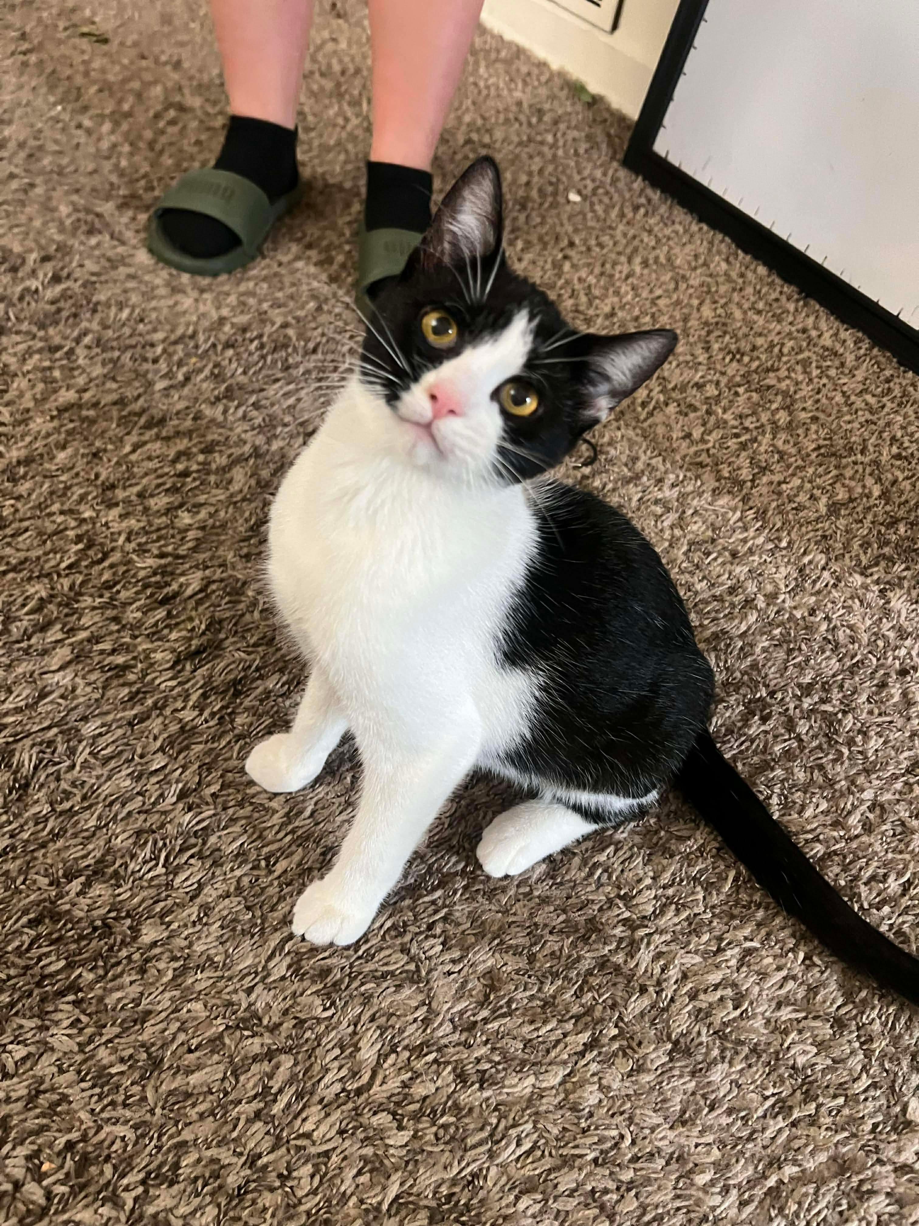 Basil (Lauren-fostered in TN)