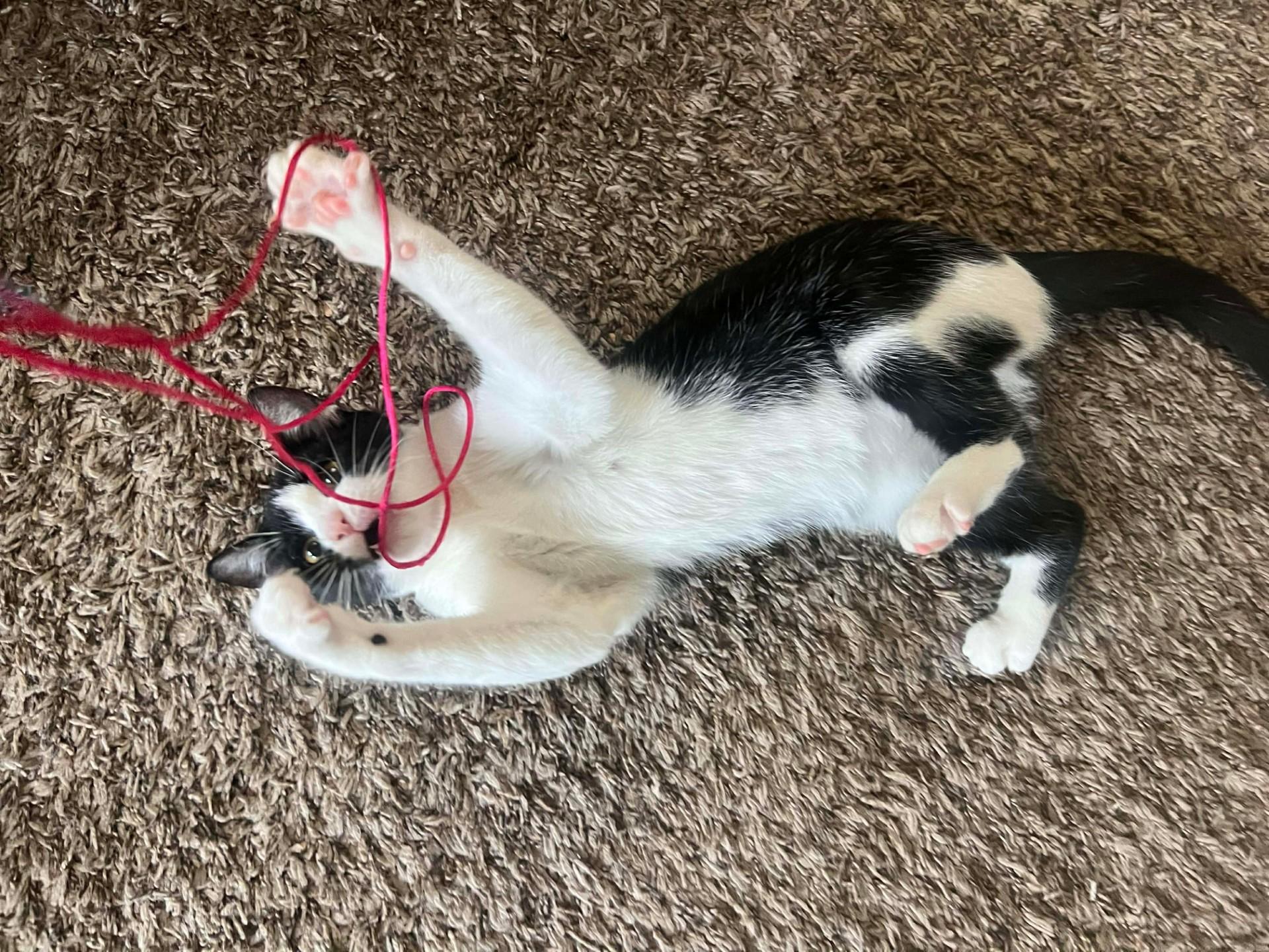 Basil (Lauren-fostered in TN)