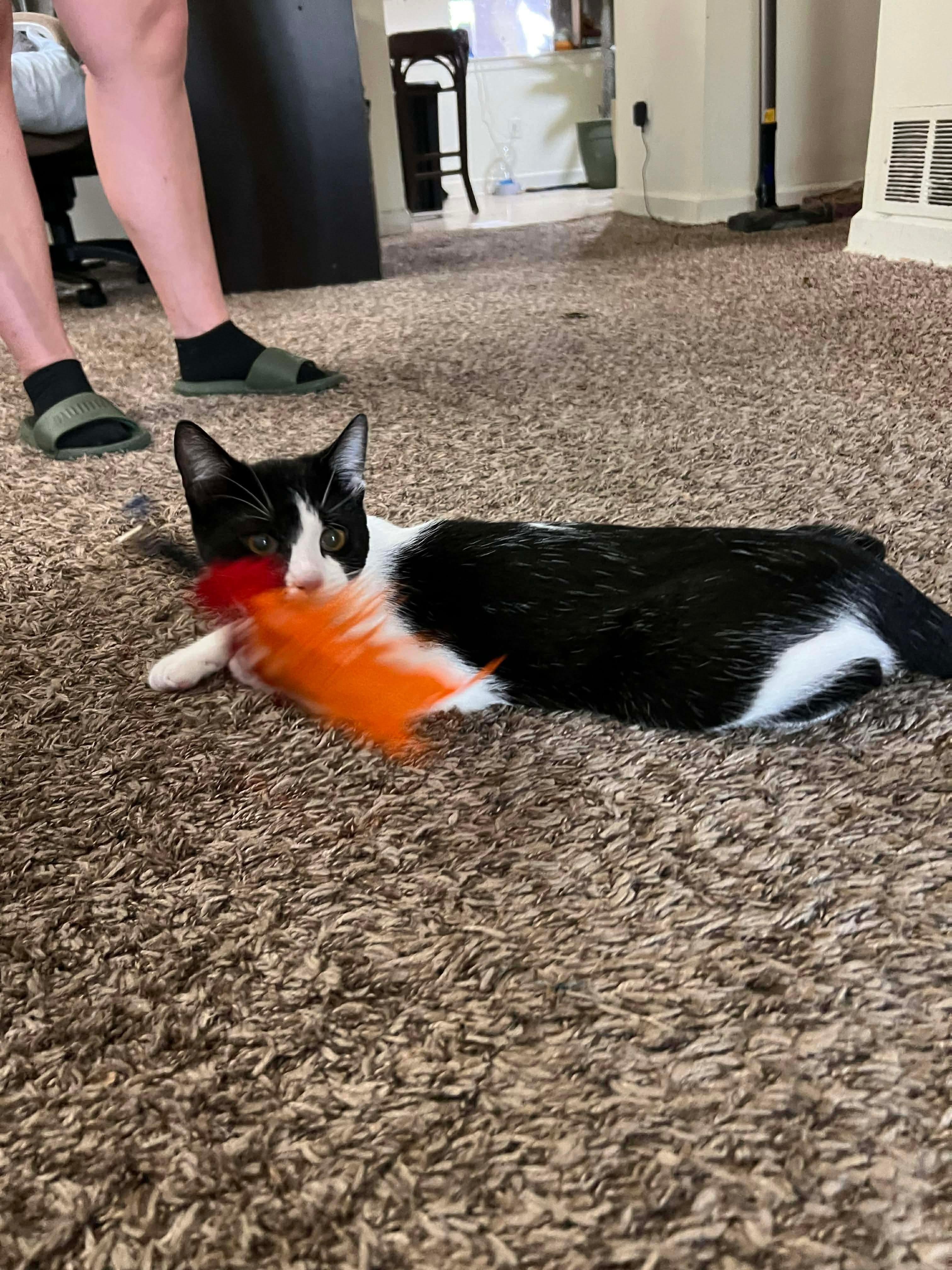 Basil (Lauren-fostered in TN)