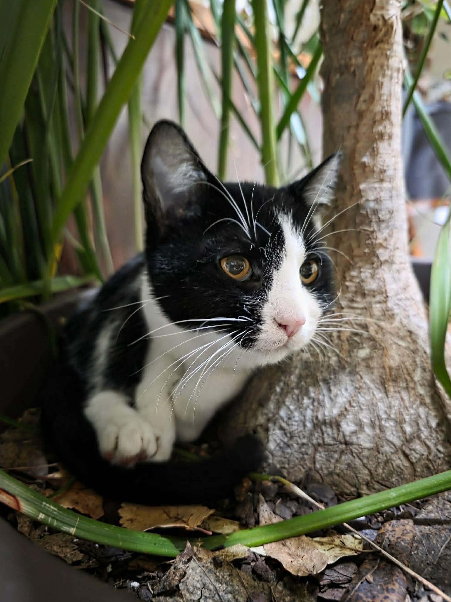 Basil (Lauren-fostered in TN)