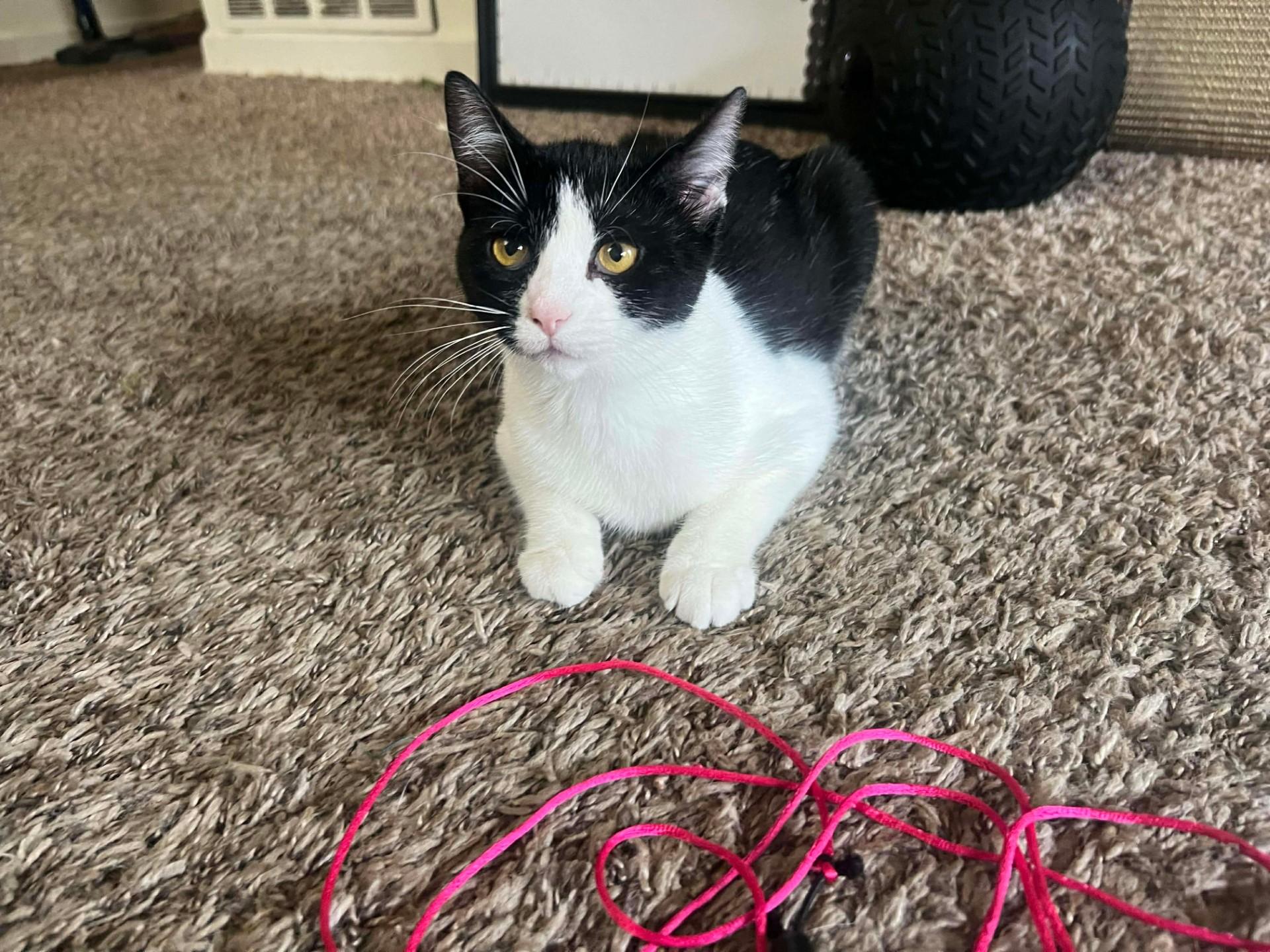 Basil (Lauren-fostered in TN)