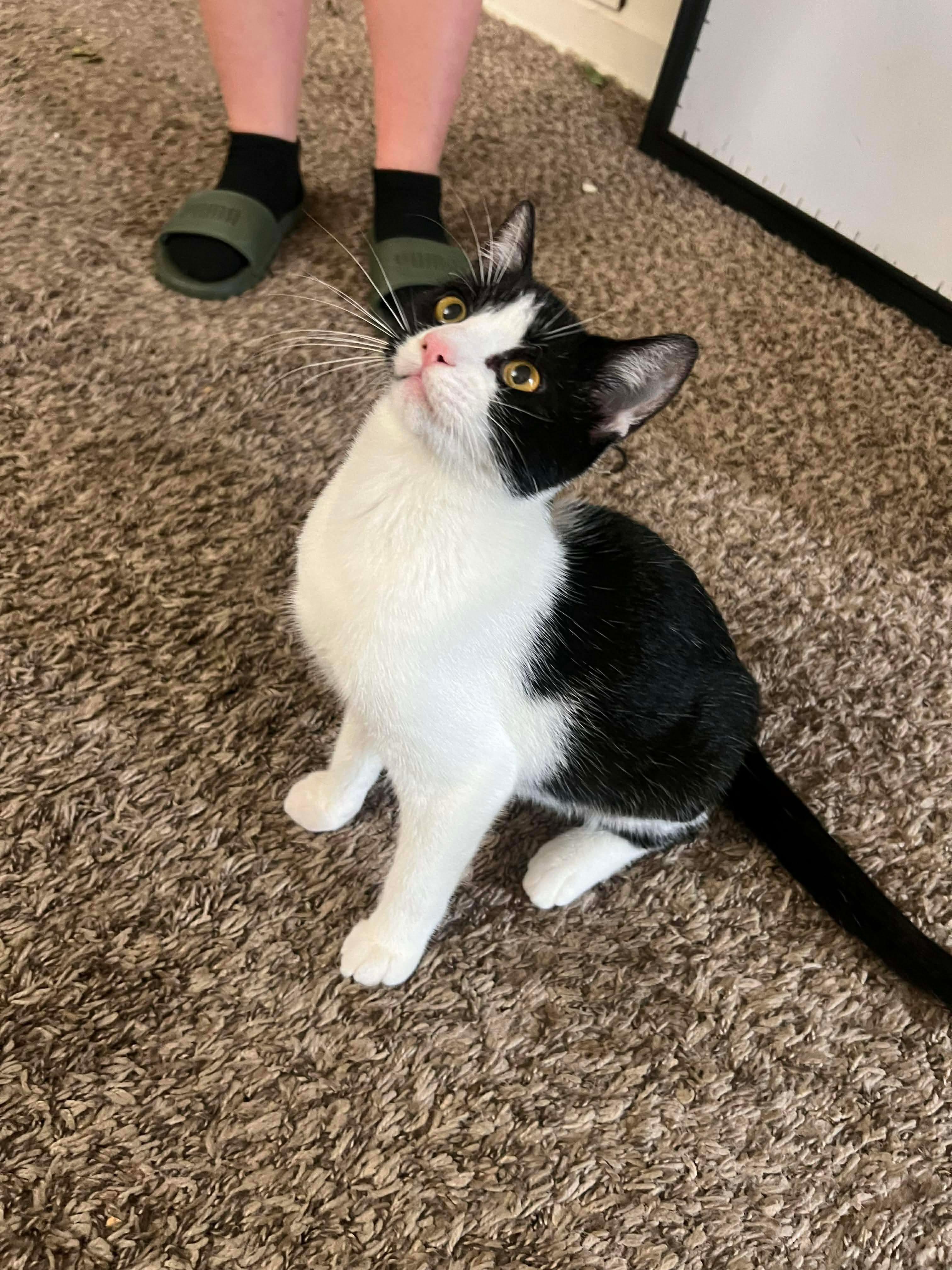 Basil (Lauren-fostered in TN)