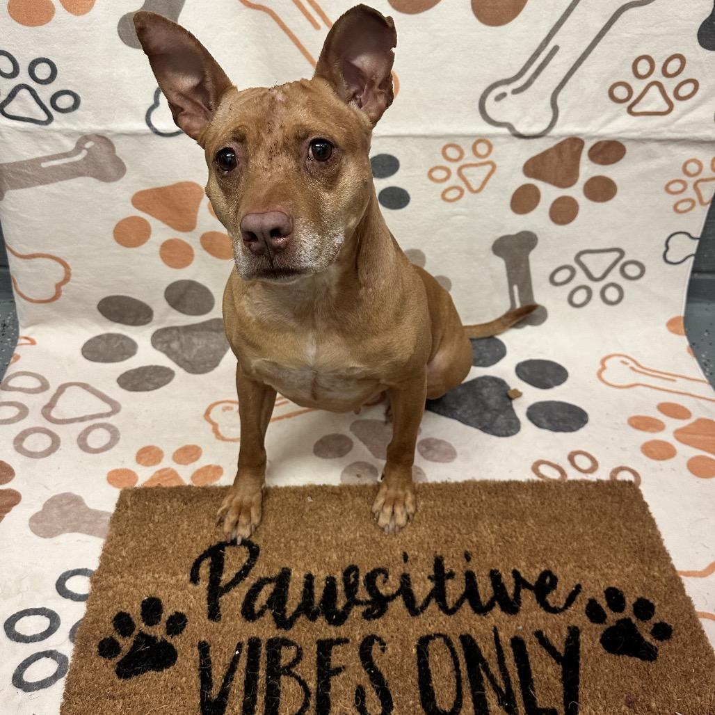 L-30-23 Ophelia, Adoptable, Adult Female Pit Bull Terrier.