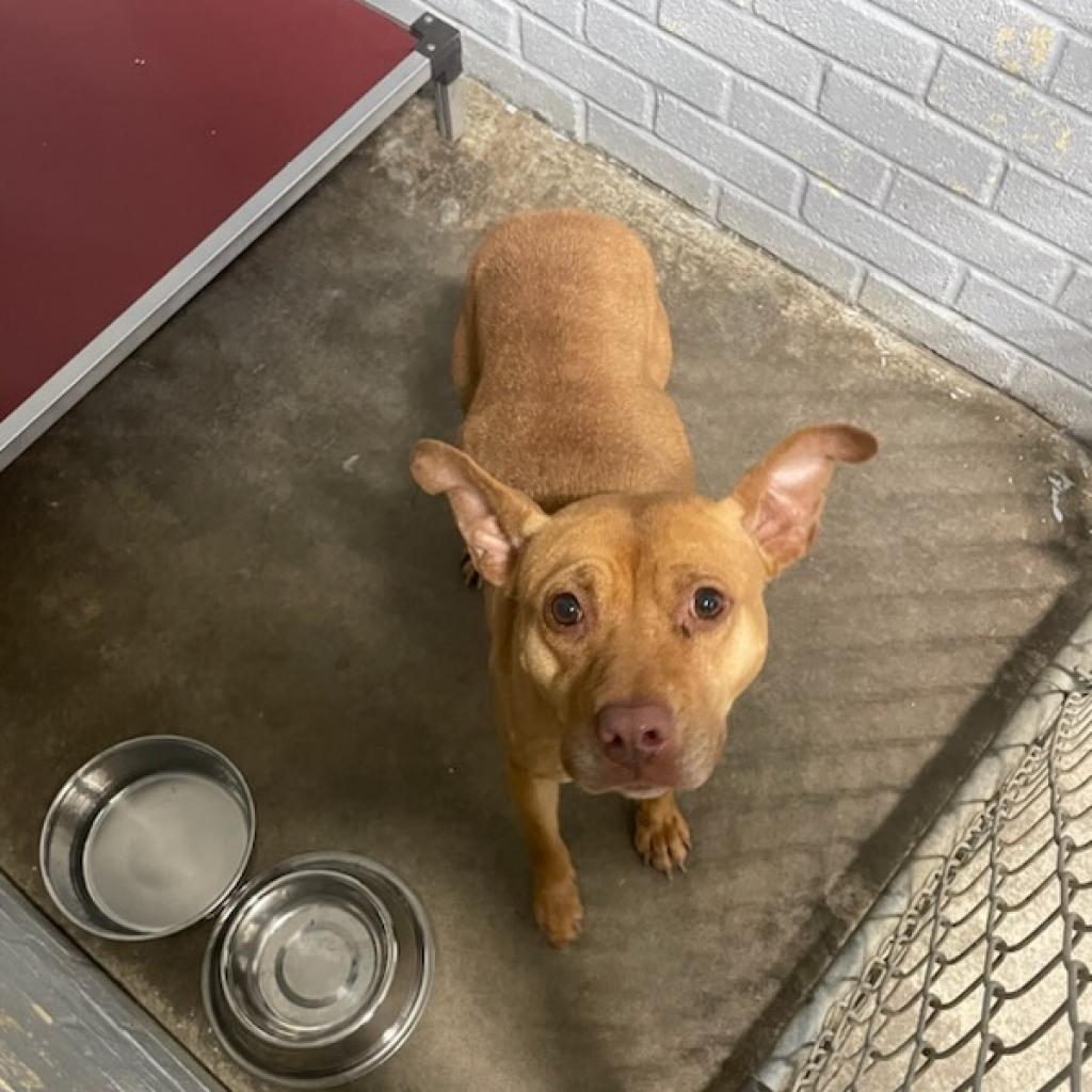 L-30-23 Ophelia, Adoptable, Adult Female Pit Bull Terrier.