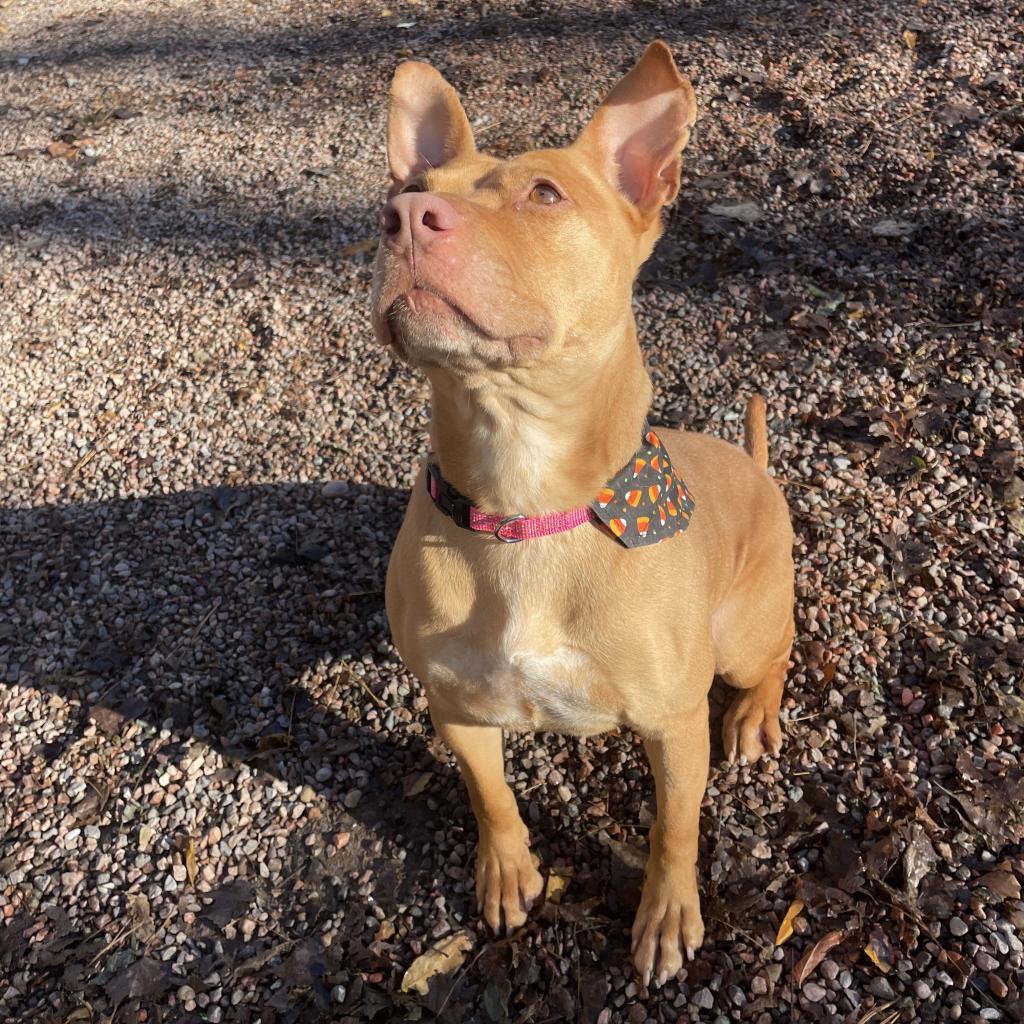 Enlarge L-30-23 Ophelia, a Adoptable mixed breed in Watertown, NY image 3/6