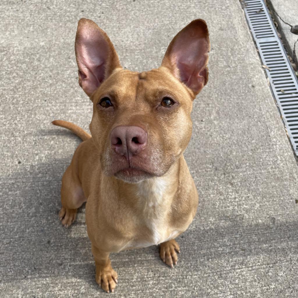 Enlarge L-30-23 Ophelia, a Adoptable mixed breed in Watertown, NY image 4/6