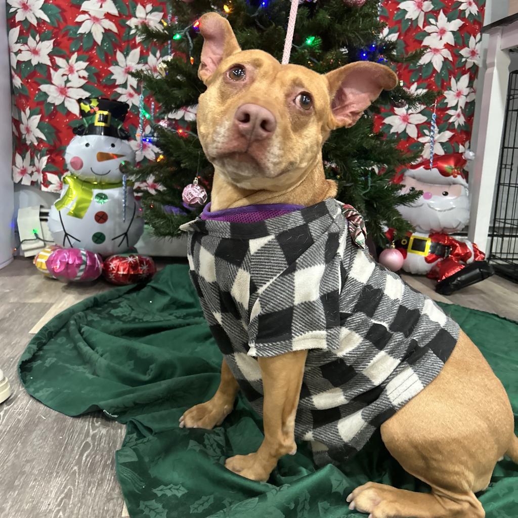 Enlarge L-30-23 Ophelia, a Adoptable mixed breed in Watertown, NY image 5/6