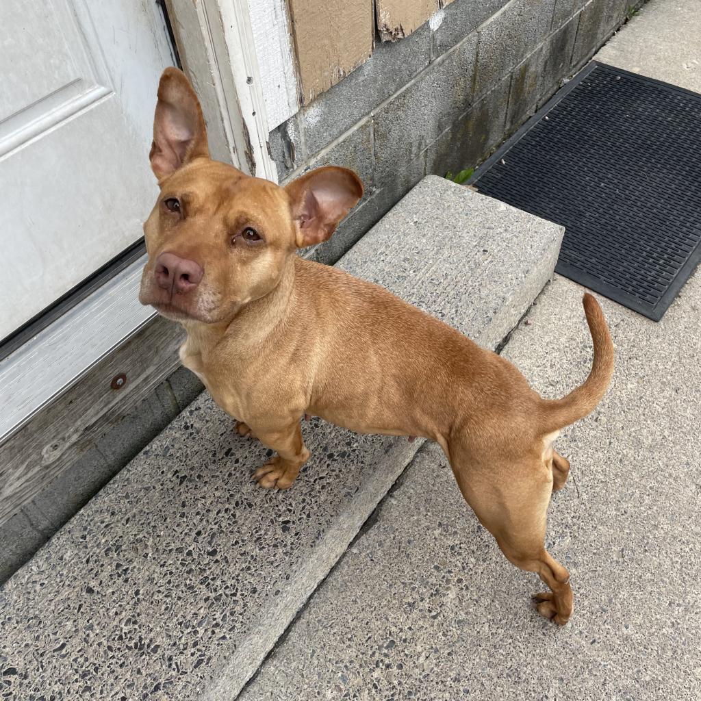 Enlarge L-30-23 Ophelia, a Adoptable mixed breed in Watertown, NY image 6/6