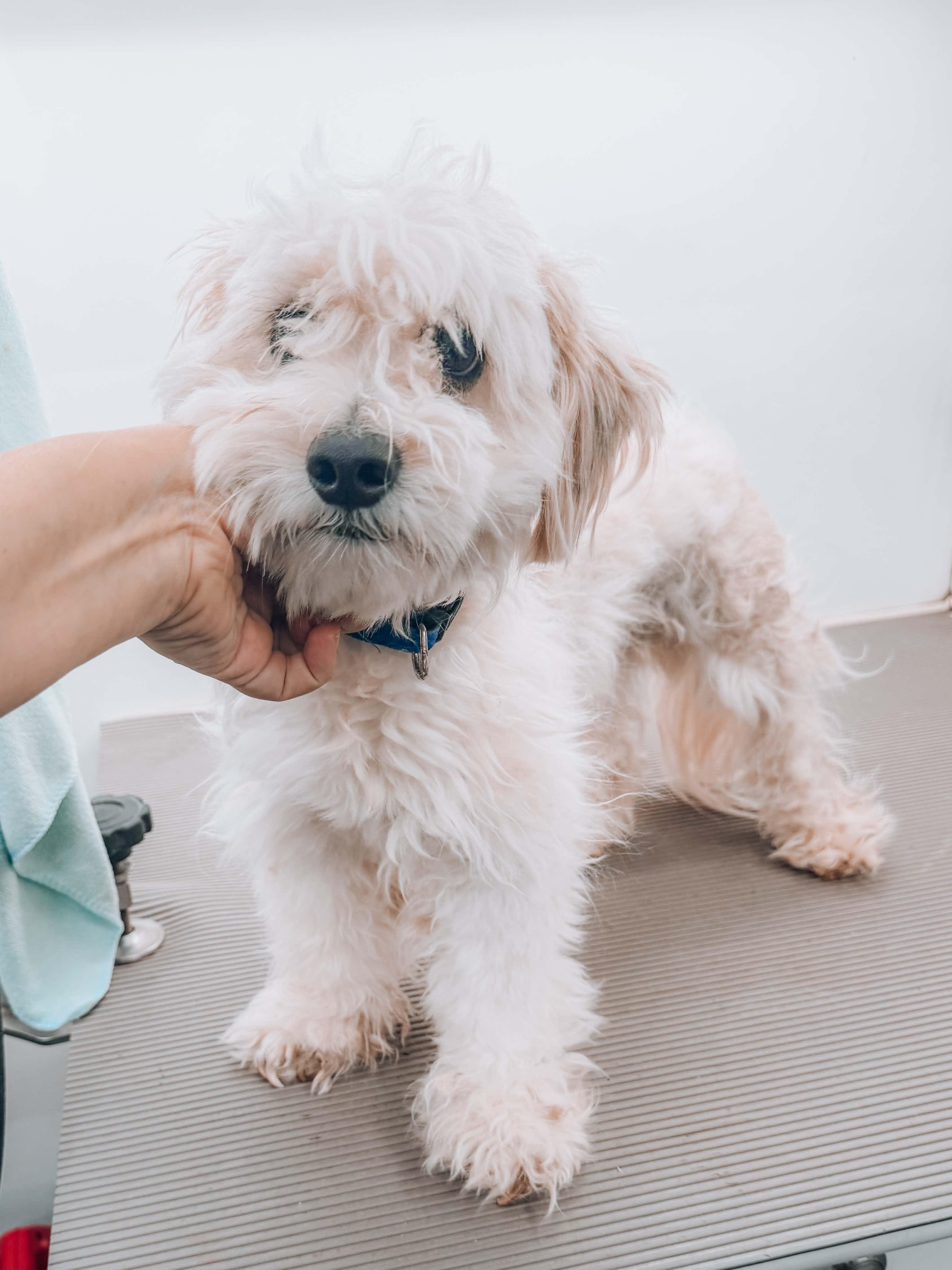 Chief, ADOPTABLE, Young Male Schnoodle.