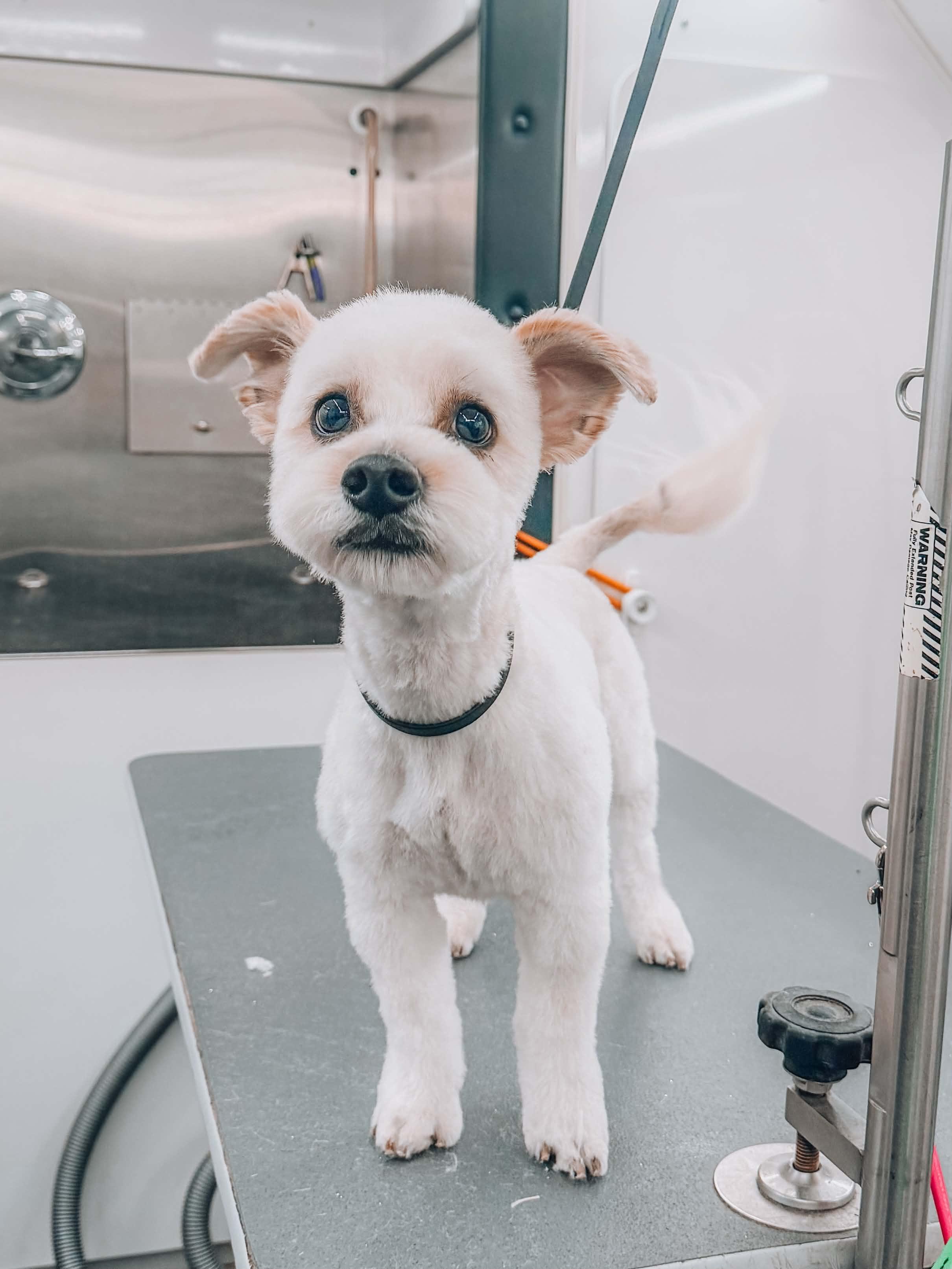 Chief, a ADOPTABLE Schnoodle in Goodyear, AZ image 3/3