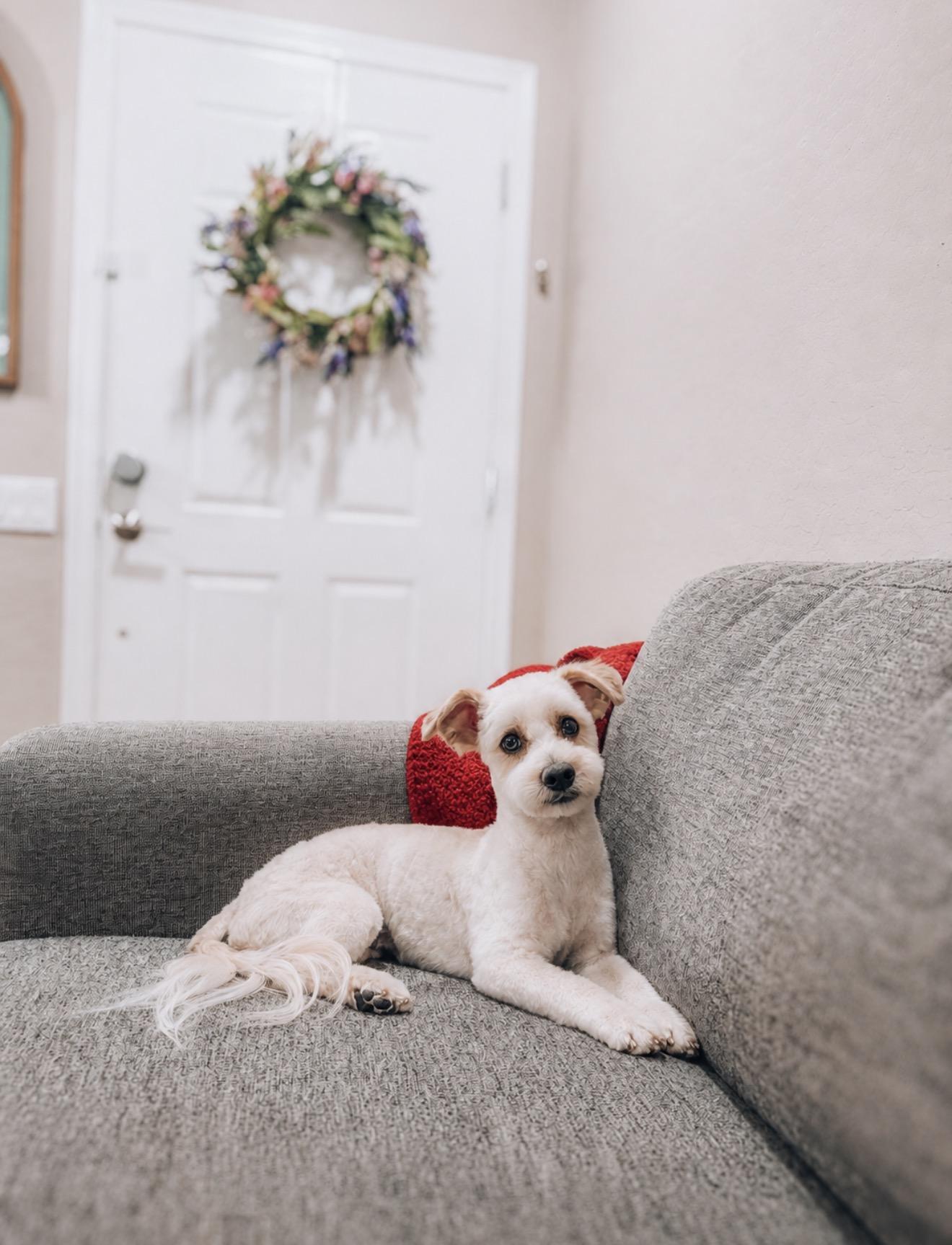 Chief, a ADOPTABLE Schnoodle in Goodyear, AZ image 2/3