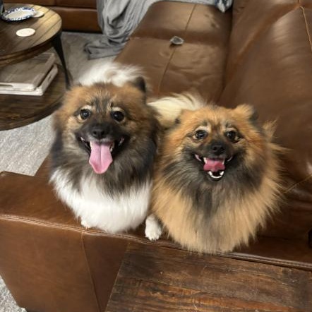 Mixi & Tiki, Adopted, Young Female Pomeranian.