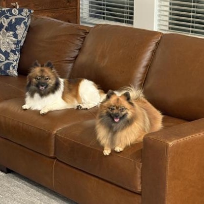Enlarge Mixi & Tiki, a Adopted Pomeranian in Bella Vista, AR image 2/2