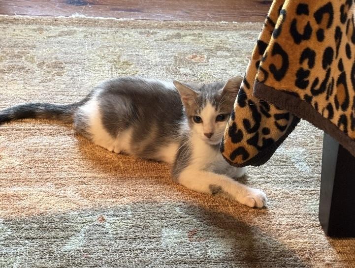 Spencer, Adoptable, Kitten Male Domestic Short Hair.