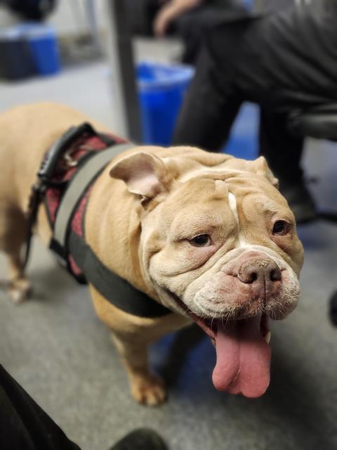 Enlarge ROSEBUD, a Adoptable English Bulldog in Kent, WA image 1/1