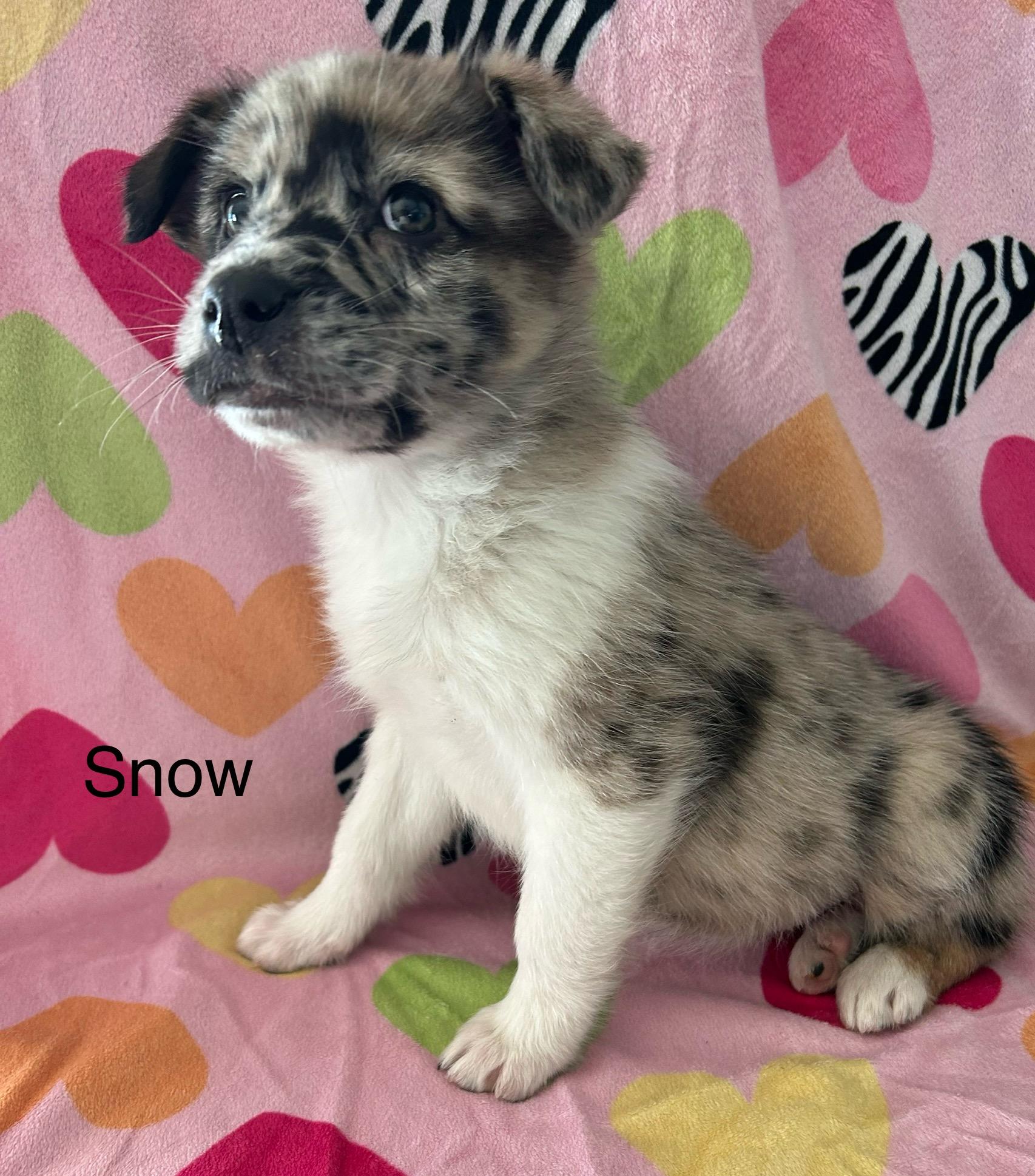 Enlarge Snow, a ADOPTABLE mixed breed in O'Fallon, MO image 1/2