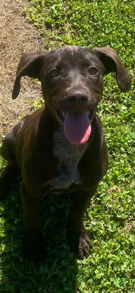 Hershey, Adoptable, Puppy Male Labrador Retriever.