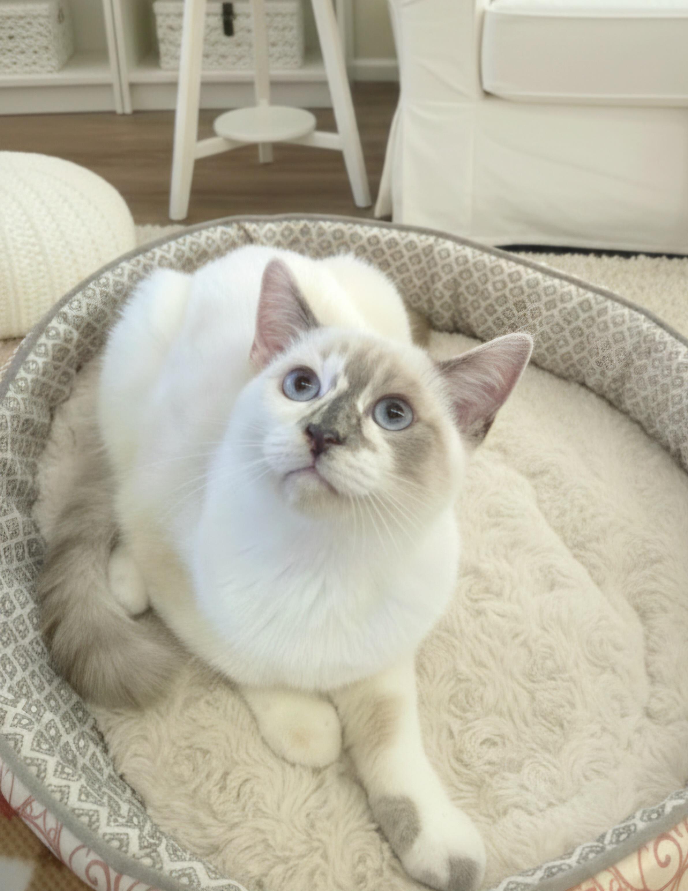 Bella