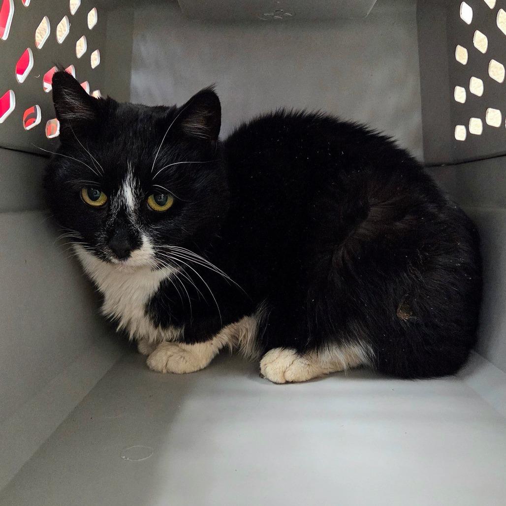 Spoons, Adoptable, Senior Female Domestic Short Hair.