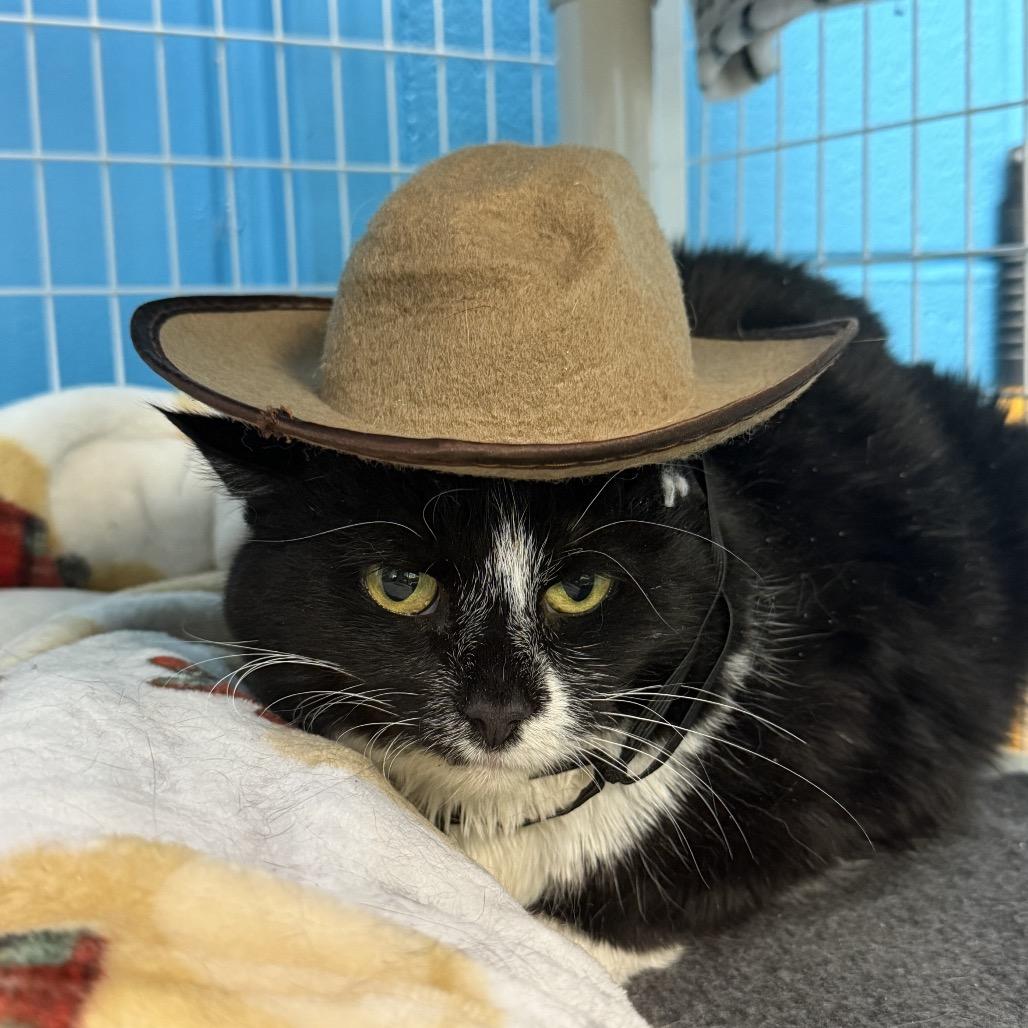 Enlarge Spoons, a Adoptable Domestic Short Hair in Troy, VA image 3/5