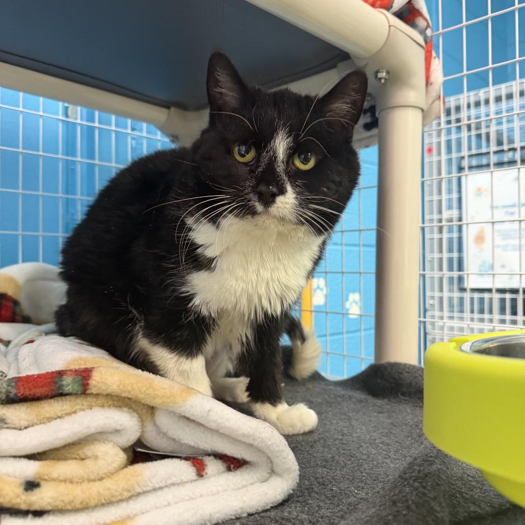 Enlarge Spoons, a Adoptable Domestic Short Hair in Troy, VA image 4/5