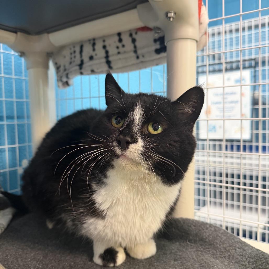 Enlarge Spoons, a Adoptable Domestic Short Hair in Troy, VA image 5/5