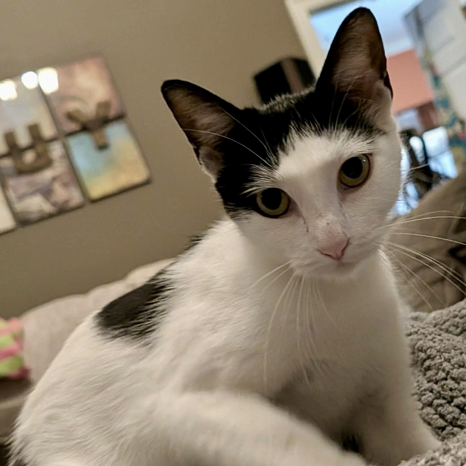 Cosette, ADOPTABLE, Adult Female Tuxedo.