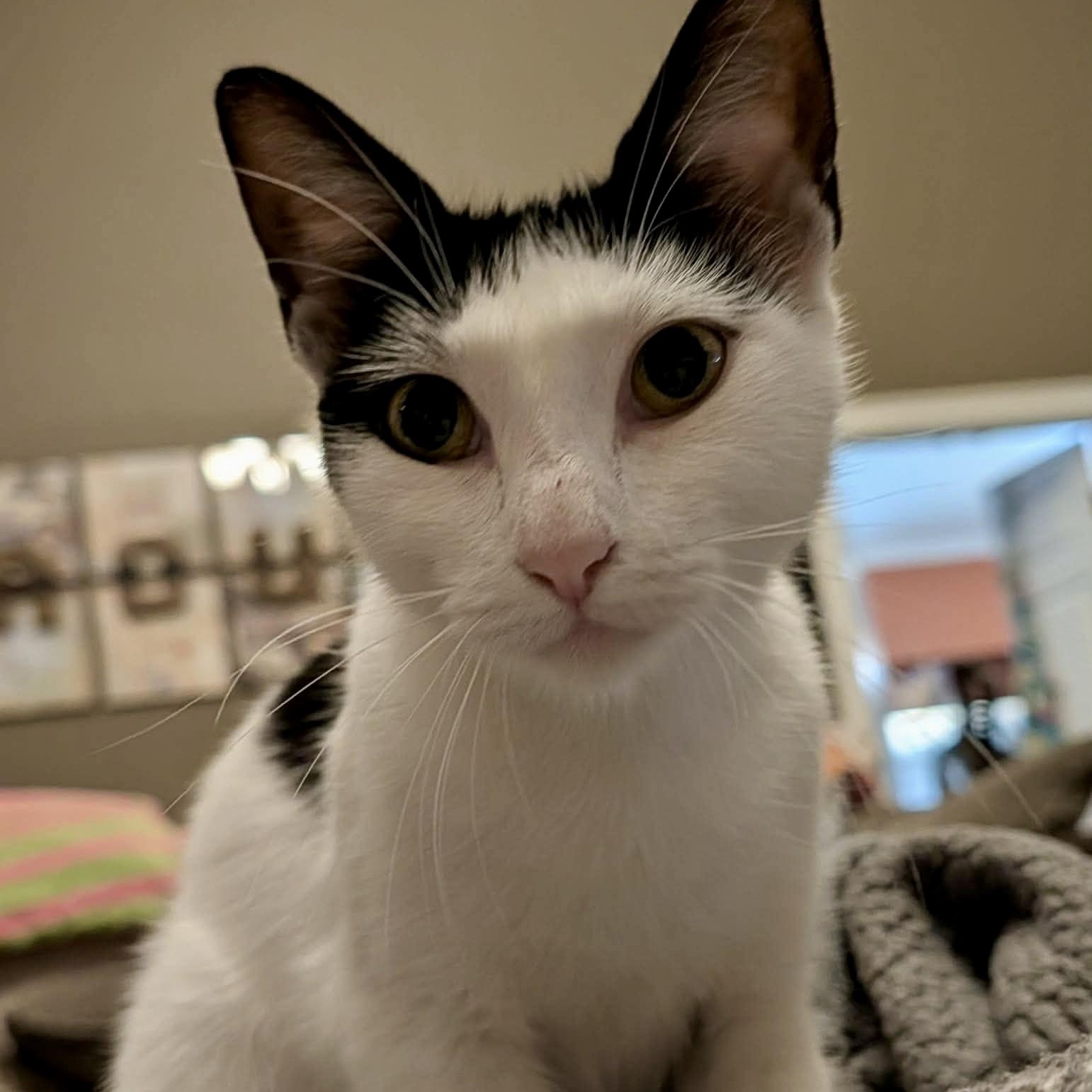 Cosette, a ADOPTABLE Tuxedo in Memphis, TN image 3/6