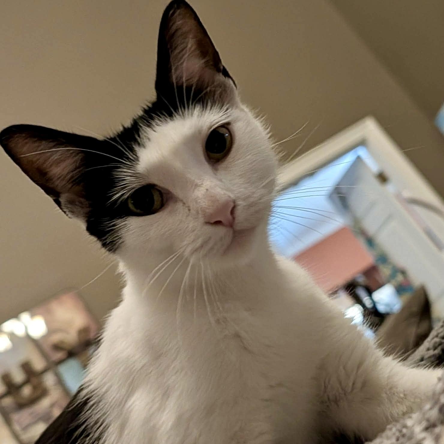 Cosette, a ADOPTABLE Tuxedo in Memphis, TN image 6/6