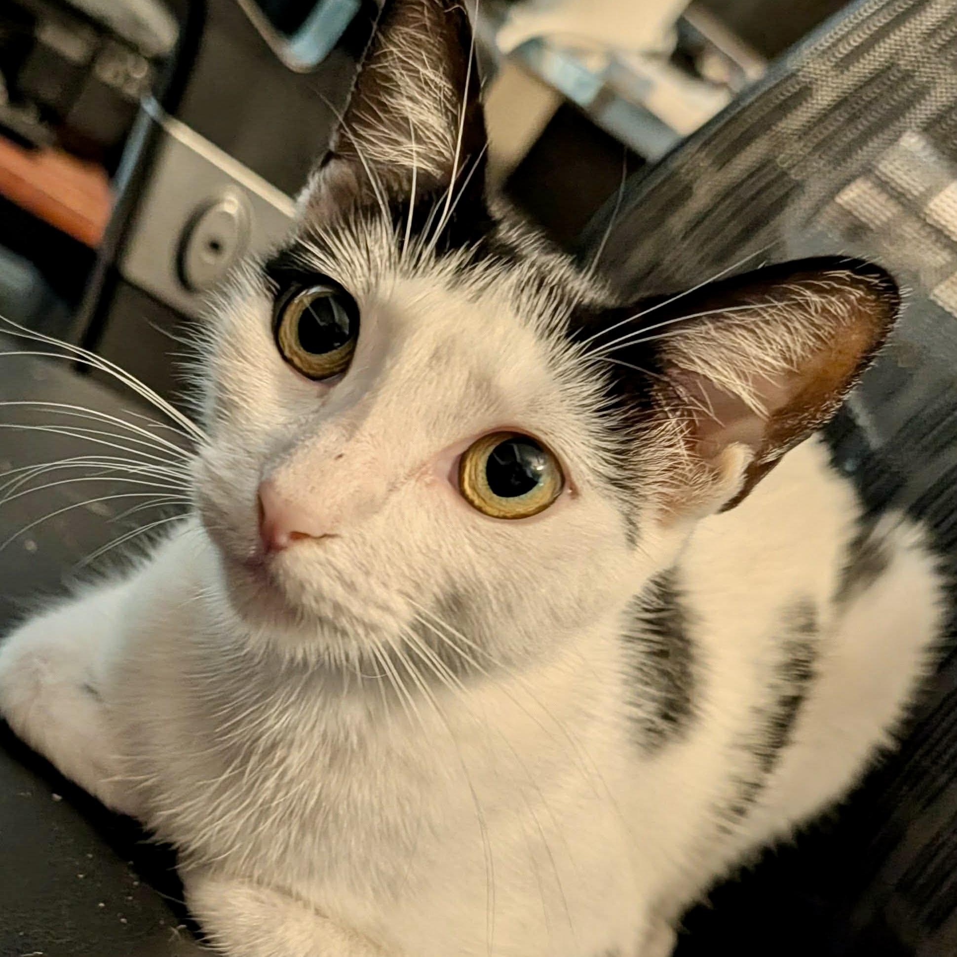 Cosette, a ADOPTABLE Tuxedo in Memphis, TN image 4/6