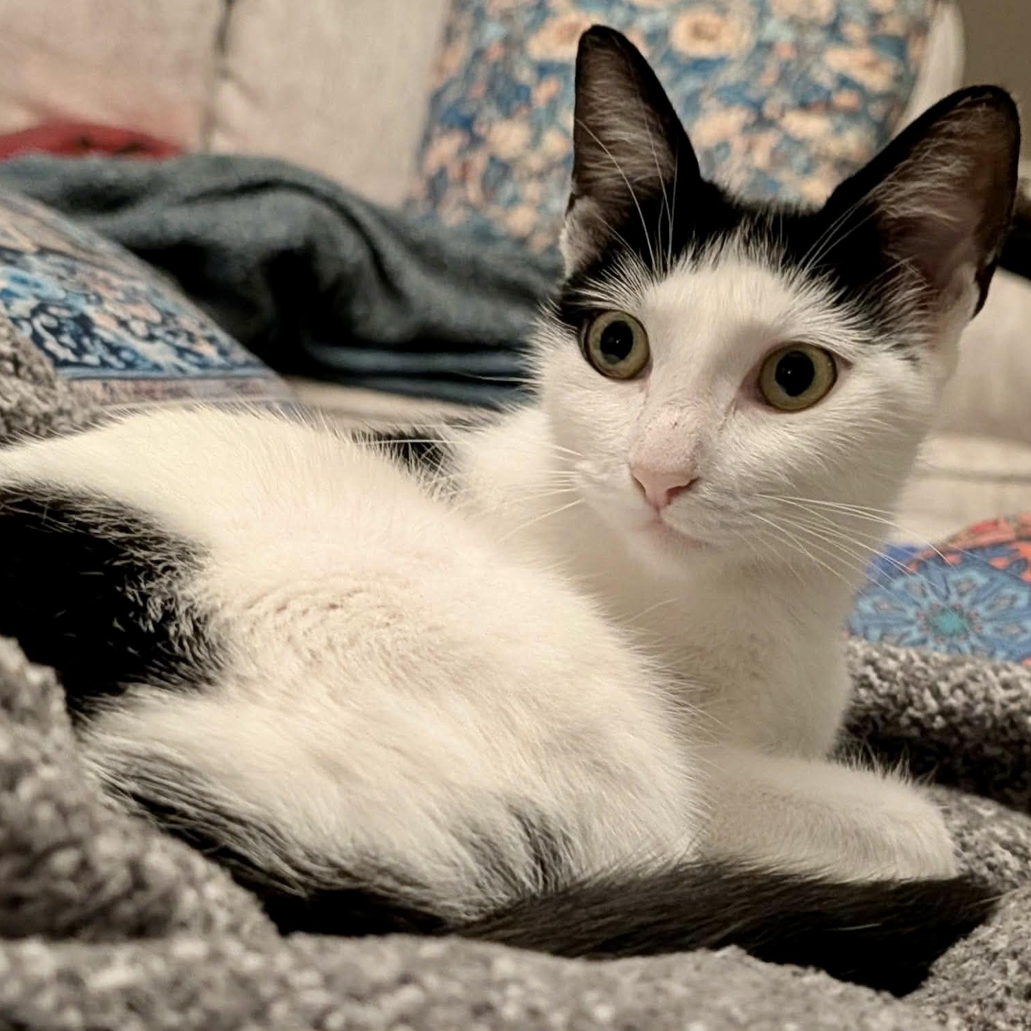 Cosette, a ADOPTABLE Tuxedo in Memphis, TN image 2/6