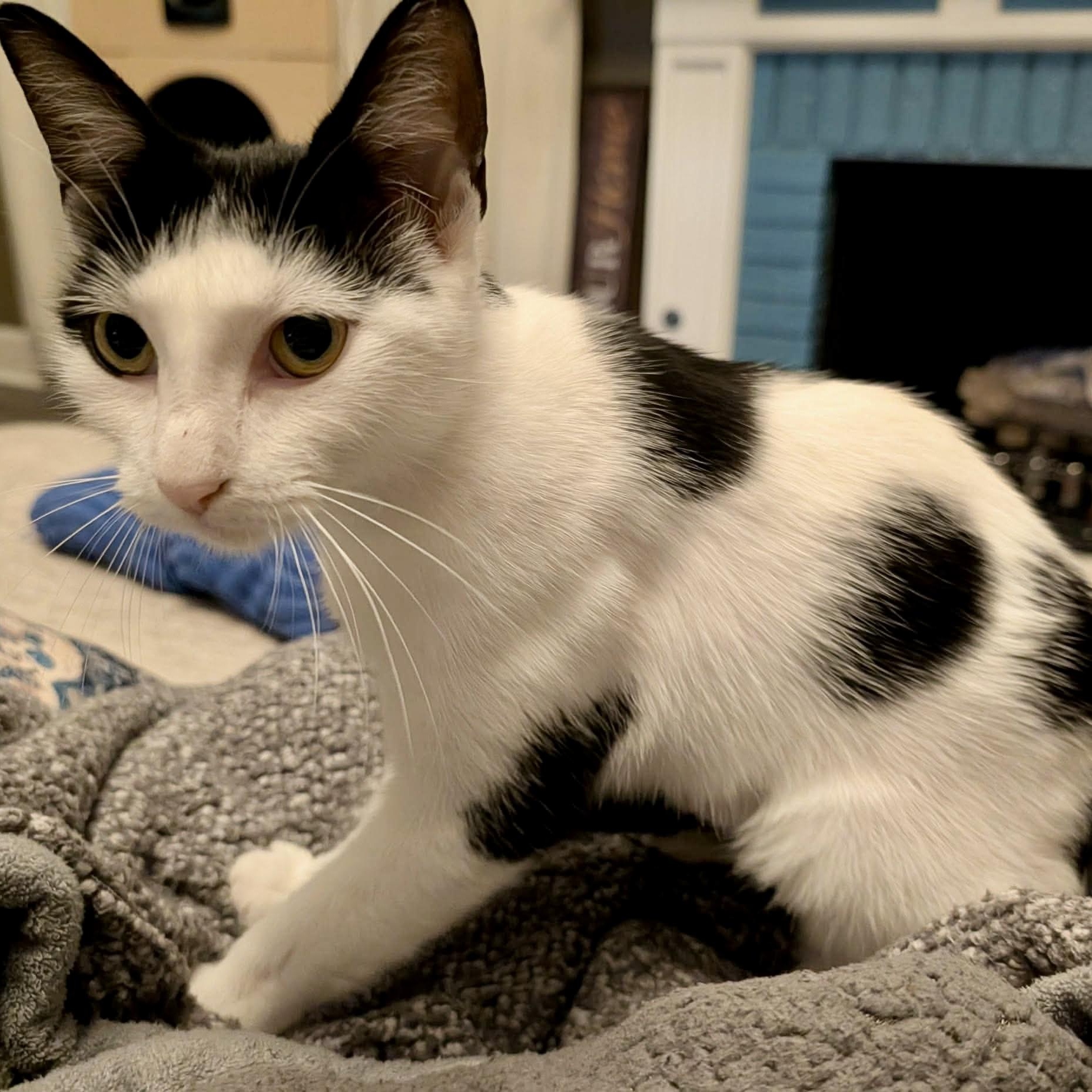 Cosette, a ADOPTABLE Tuxedo in Memphis, TN image 5/6