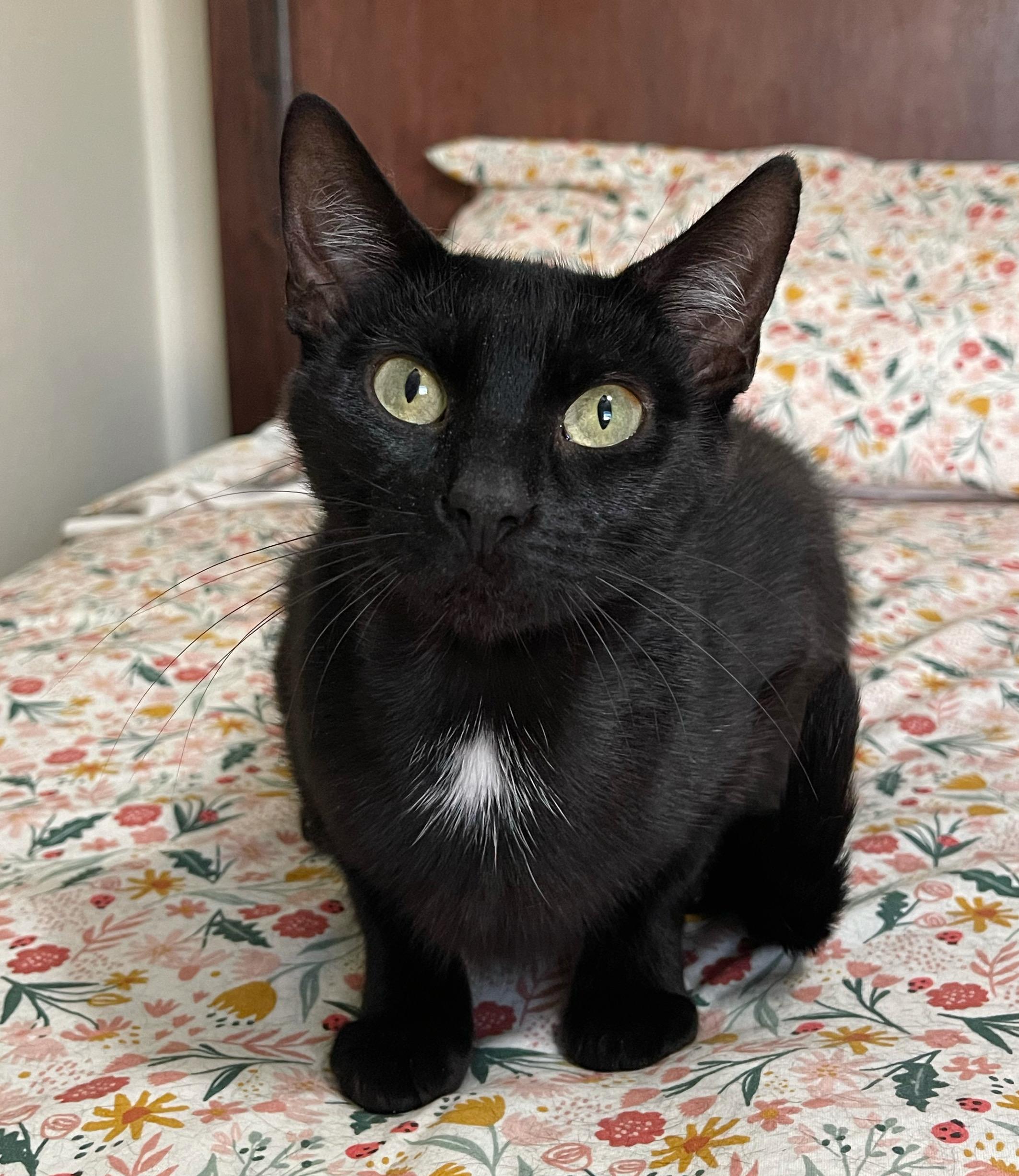 Haven, an adoptable Domestic Short Hair in Shreveport, LA, 71104 | Photo Image 1