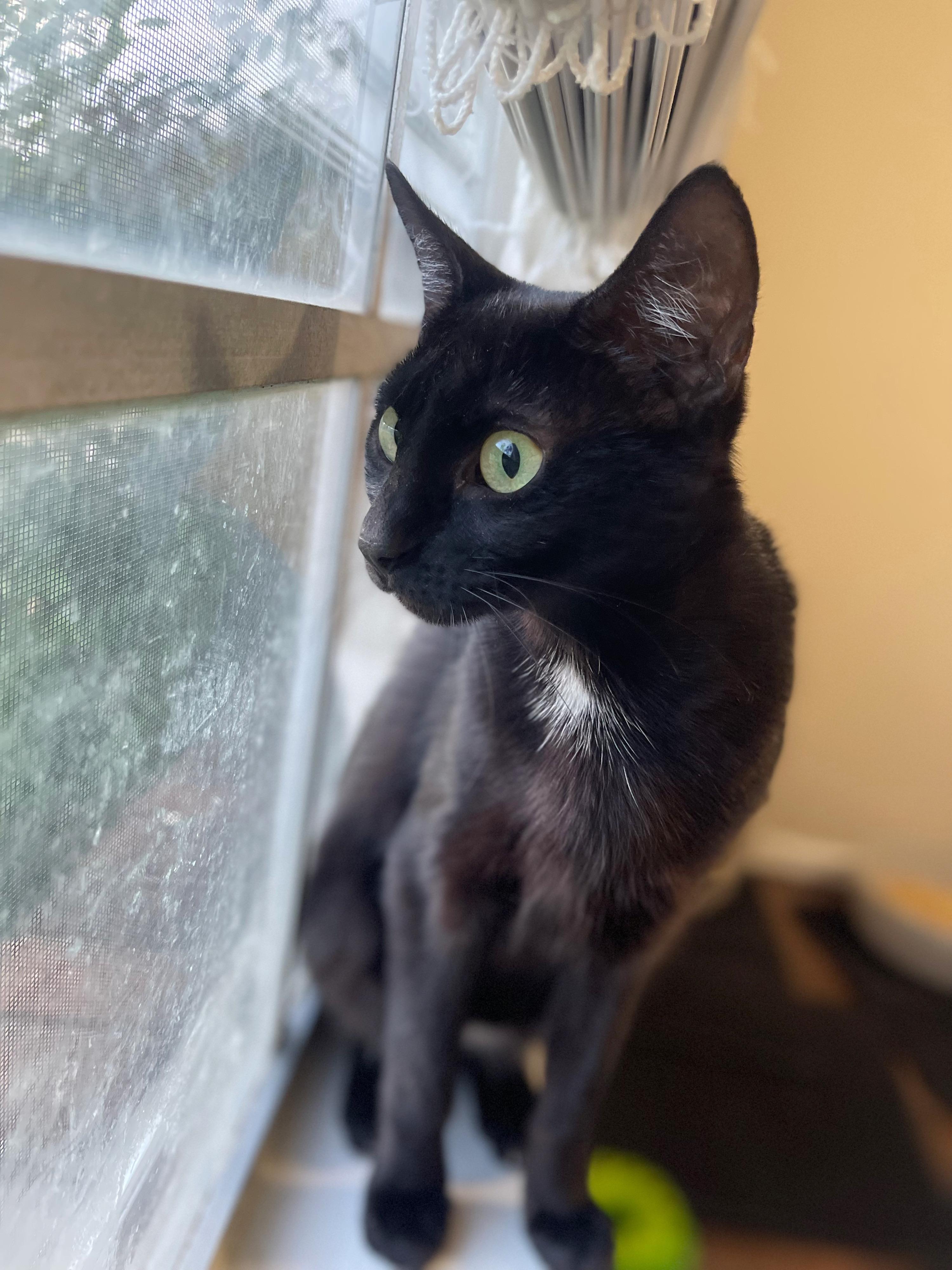 Haven, an adoptable Domestic Short Hair in Shreveport, LA, 71104 | Photo Image 2