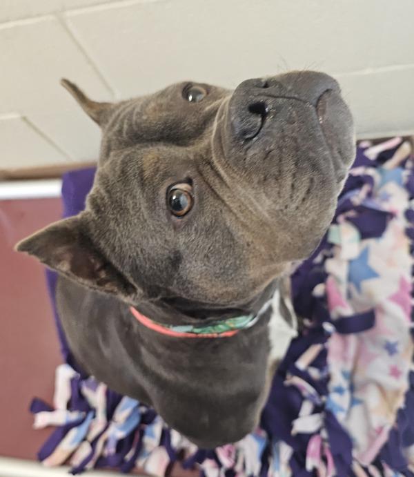 Lottie, Adoptable, Adult Female Pit Bull Terrier.