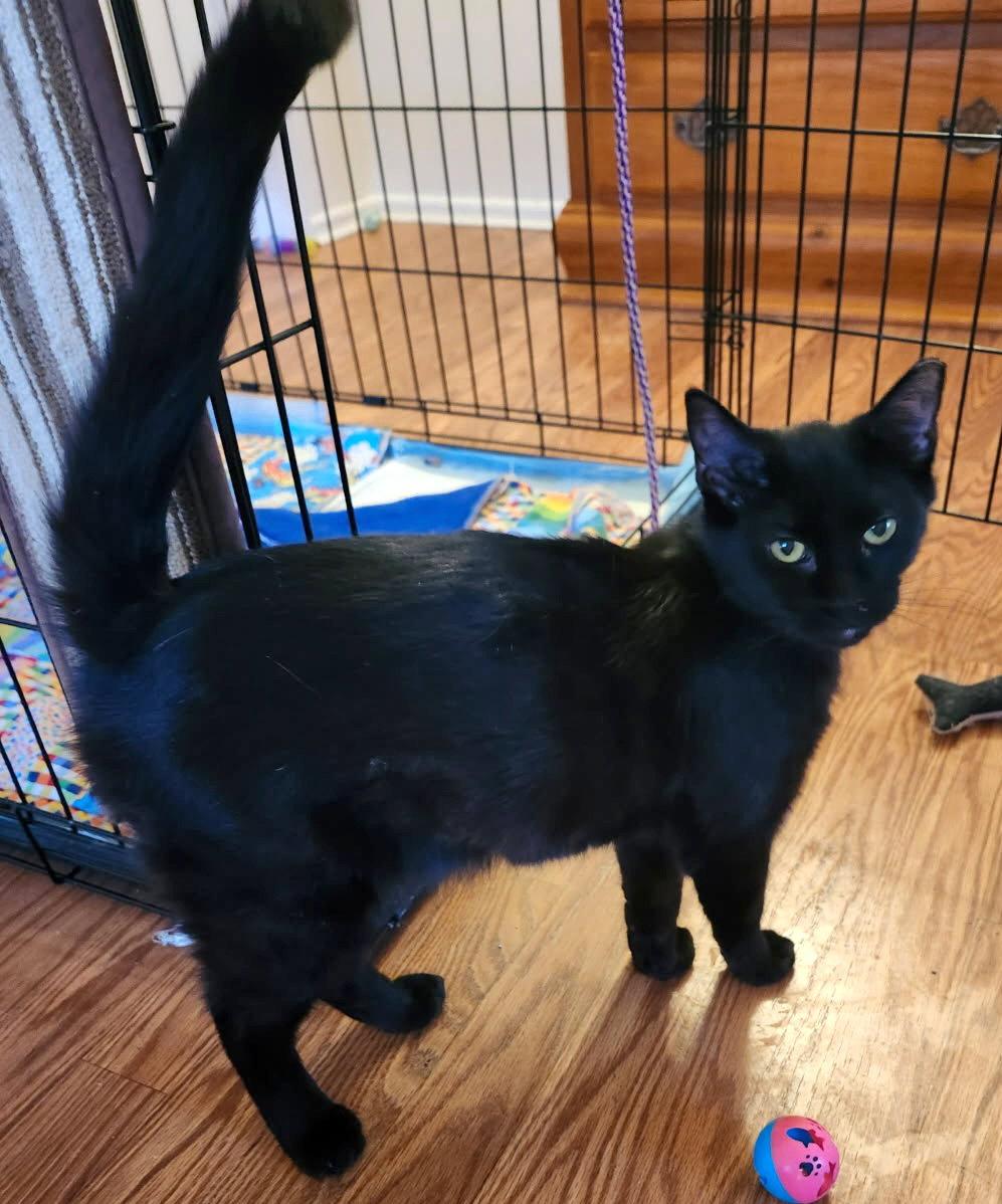 Reana, Adopted, Adult Female Domestic Short Hair.
