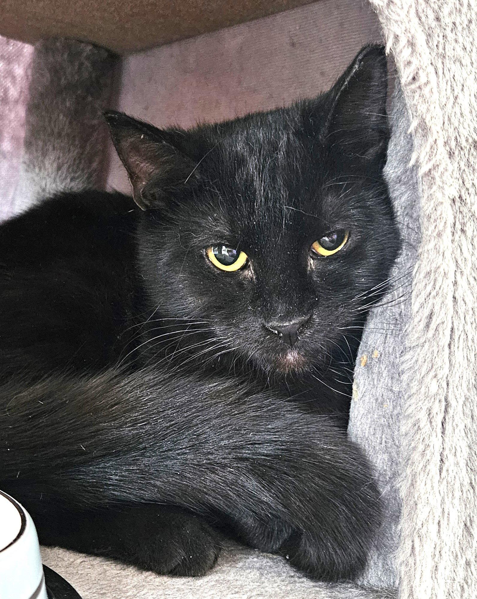 Reana, a Adopted Domestic Short Hair in Trenton, NJ image 2/3