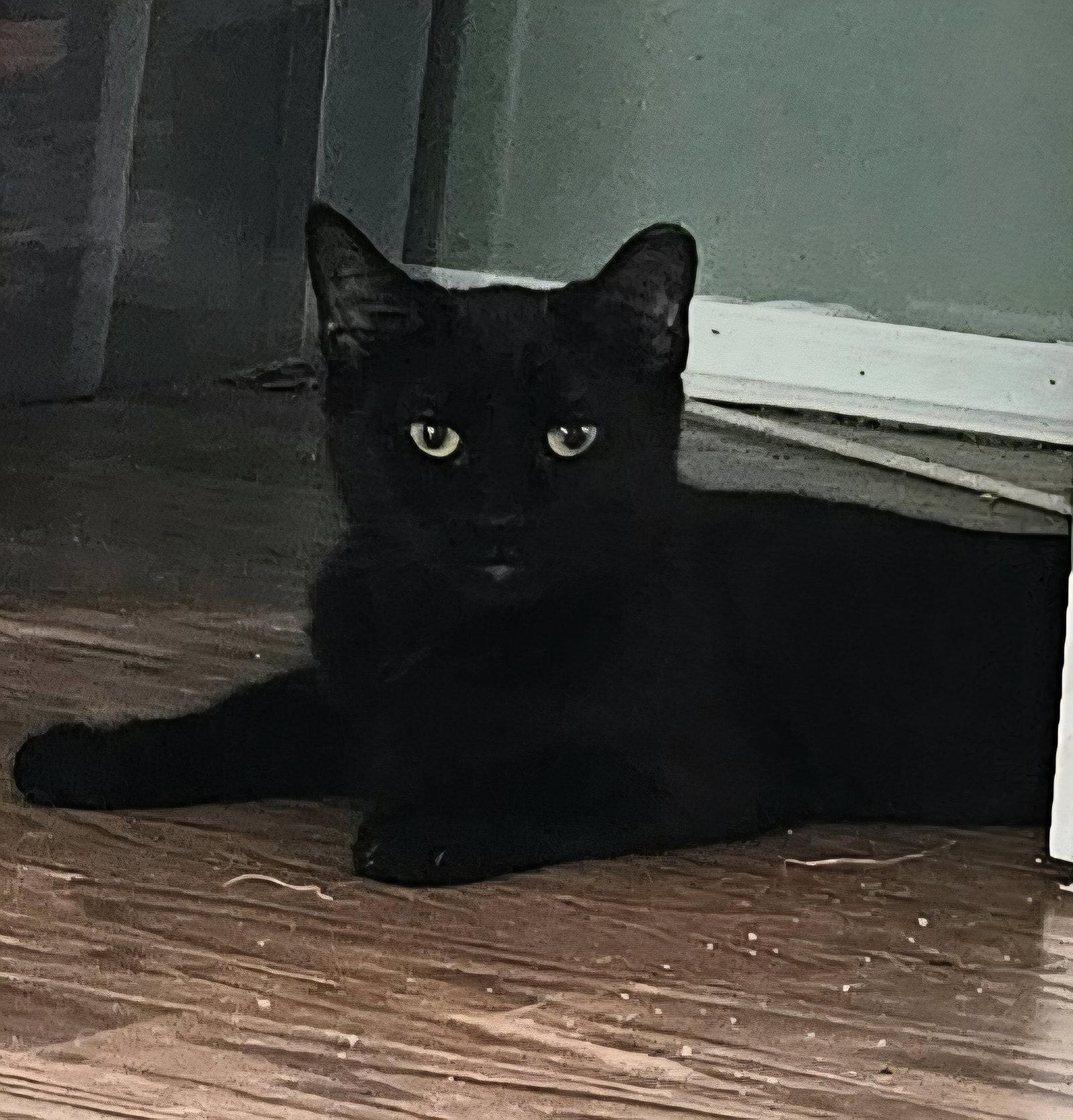 Reana, a Adopted Domestic Short Hair in Trenton, NJ image 3/3